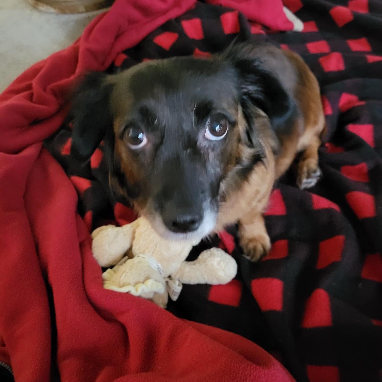 Enlarge Prada, a ADOPTABLE mixed breed in Woodinville, WA image 4/6