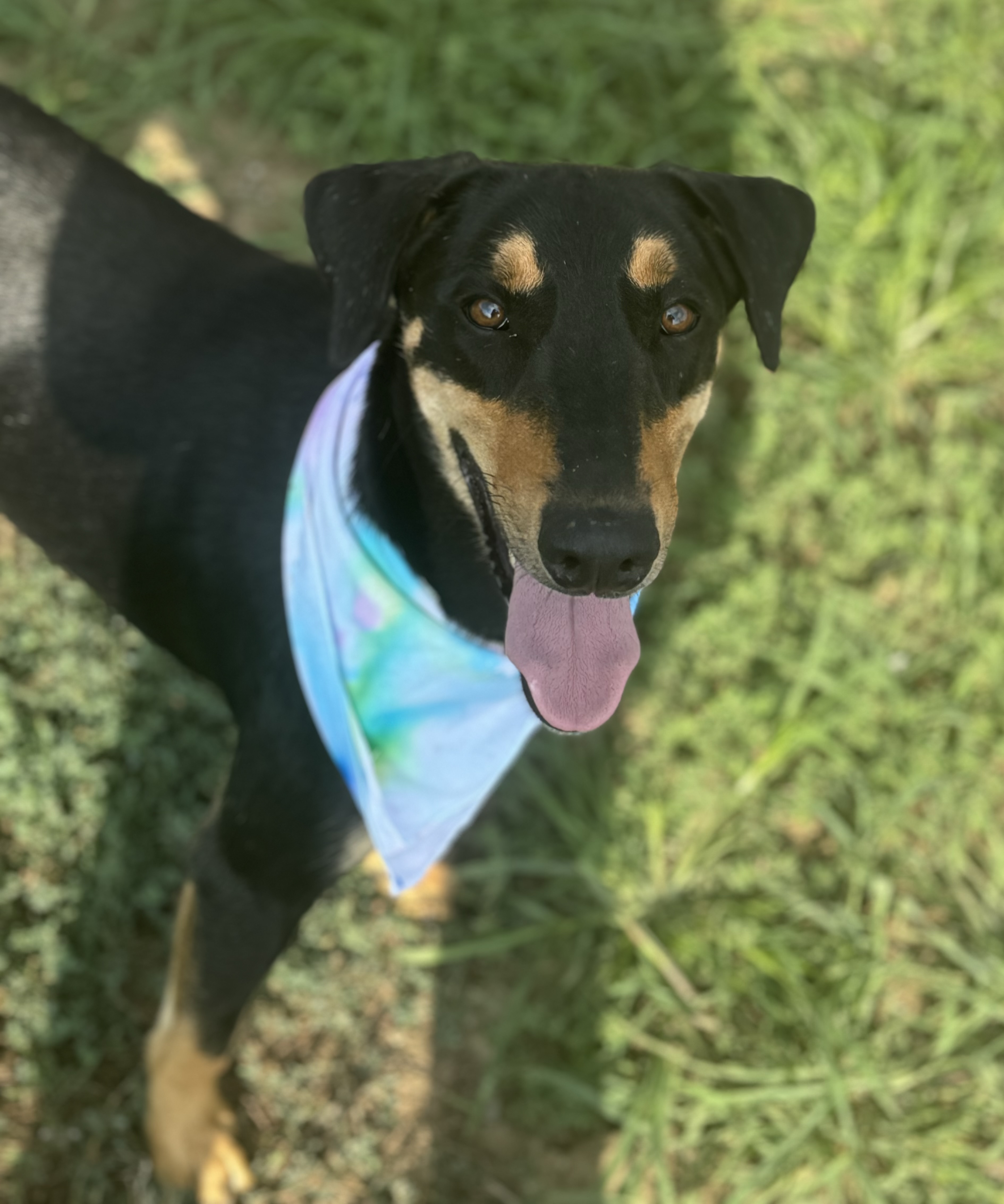 Enlarge Eugene, a Adoptable mixed breed in Sherman, TX image 1/1