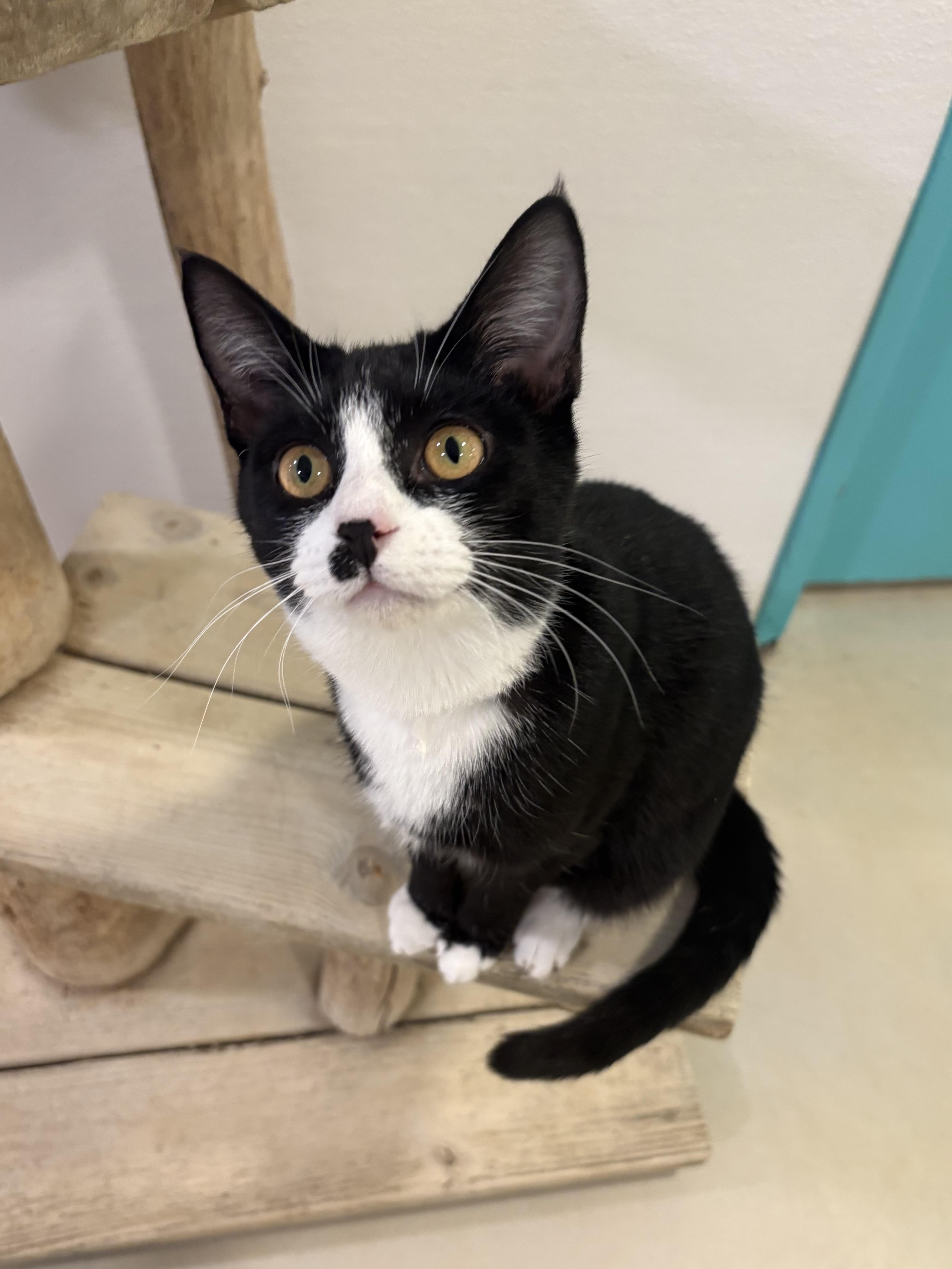 Squish, Adoptable, Young Female Domestic Short Hair.