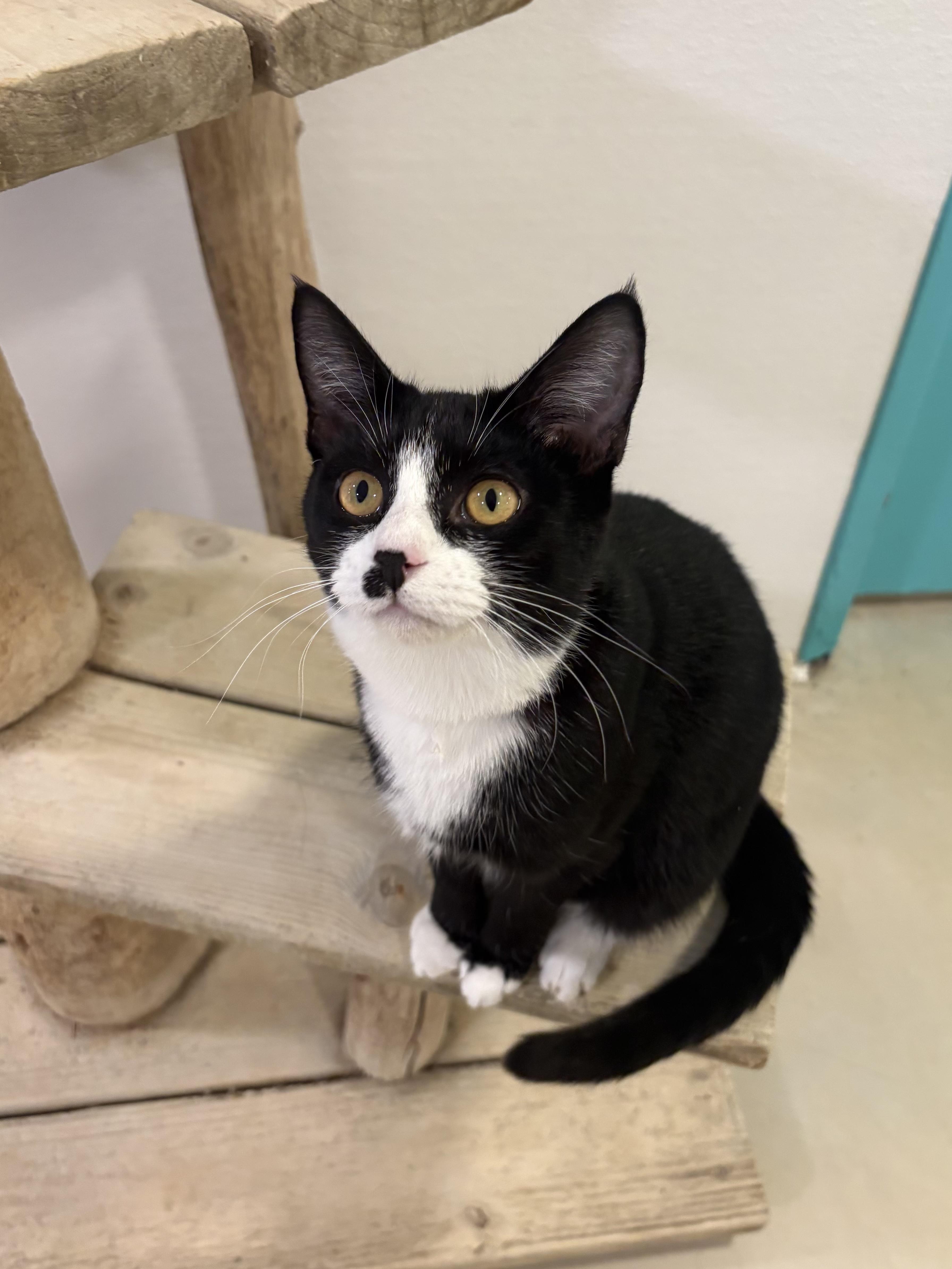Enlarge Squish, a Adoptable Domestic Short Hair in Chicago, IL image 2/2