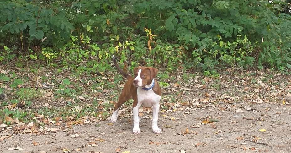 Enlarge Marigold, a Adopted mixed breed in Minneapolis, MN image 6/6
