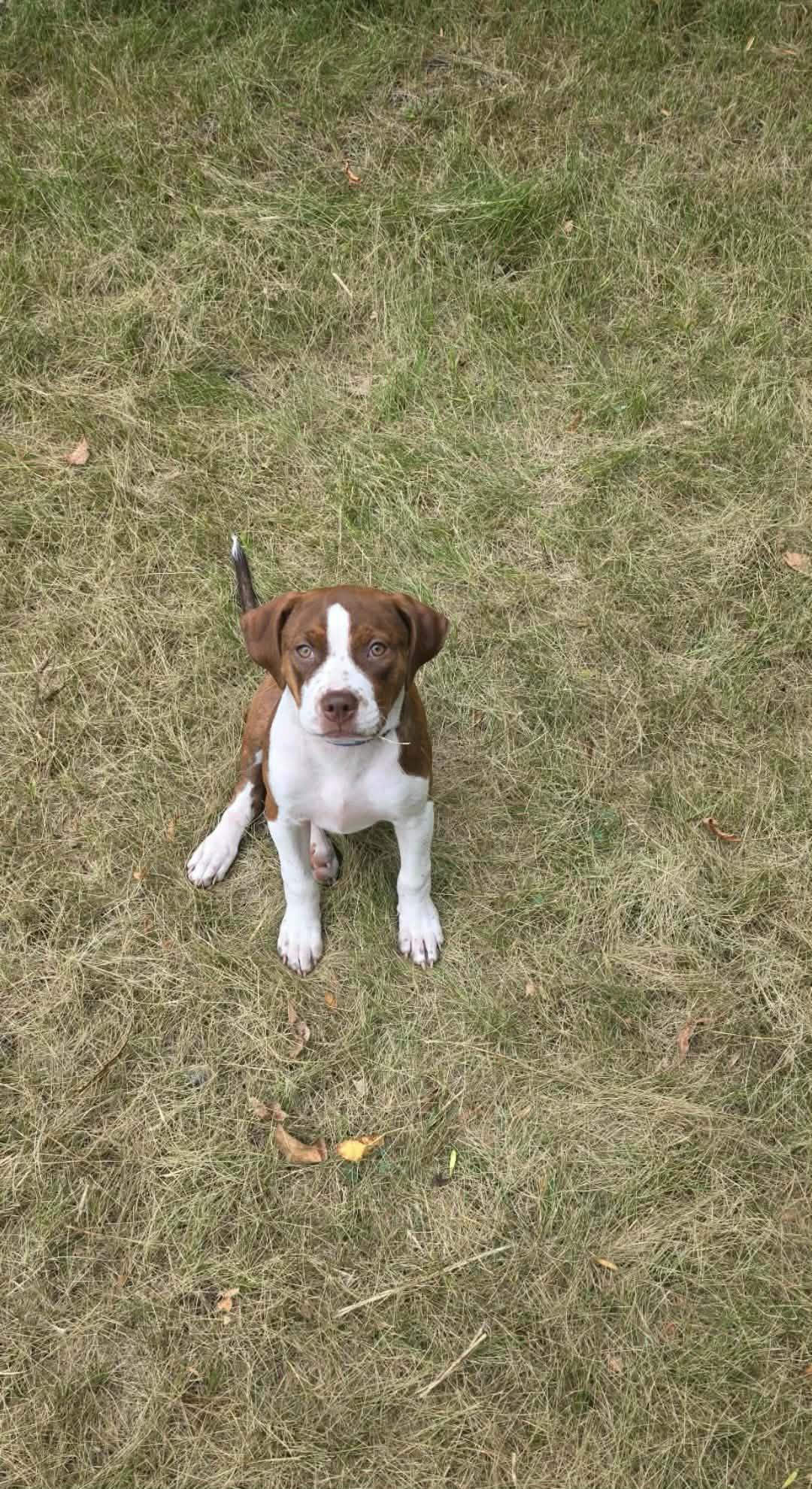 Enlarge Marigold, a Adopted mixed breed in Minneapolis, MN image 5/6