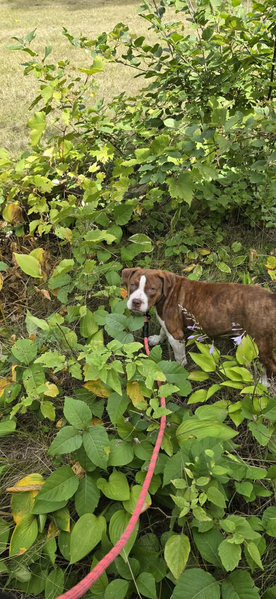 Enlarge Marigold, a Adopted mixed breed in Minneapolis, MN image 2/6