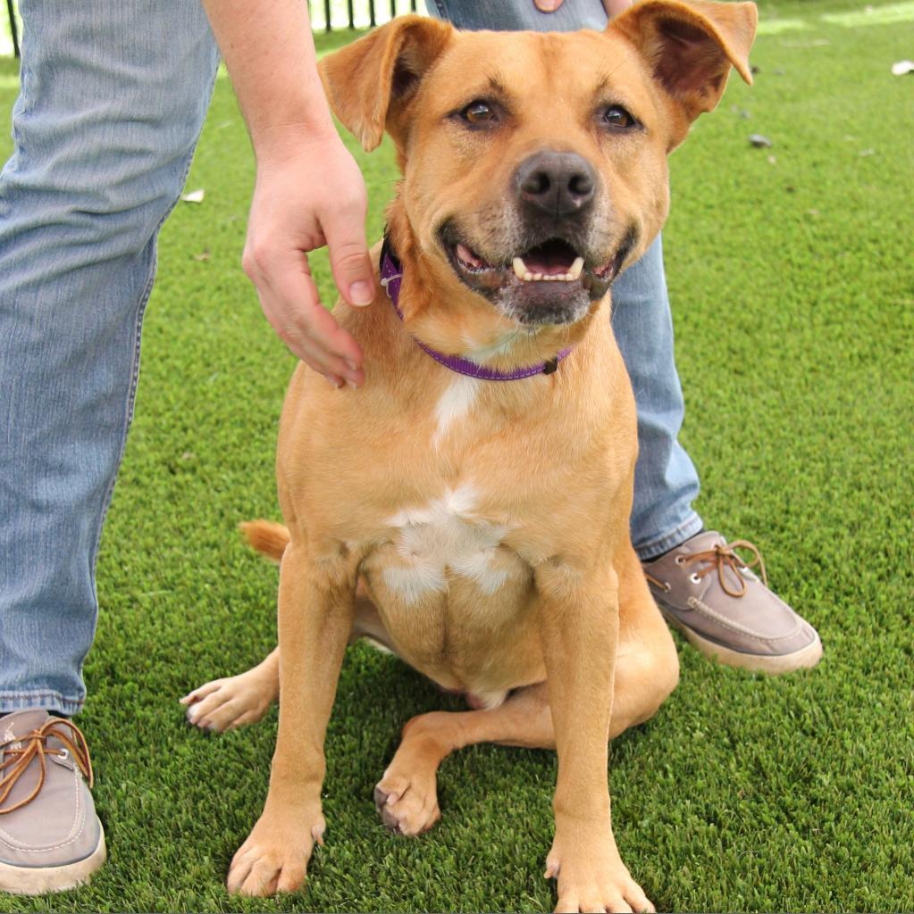 Enlarge Lilly, a Adoptable mixed breed in San Antonio, TX image 1/6