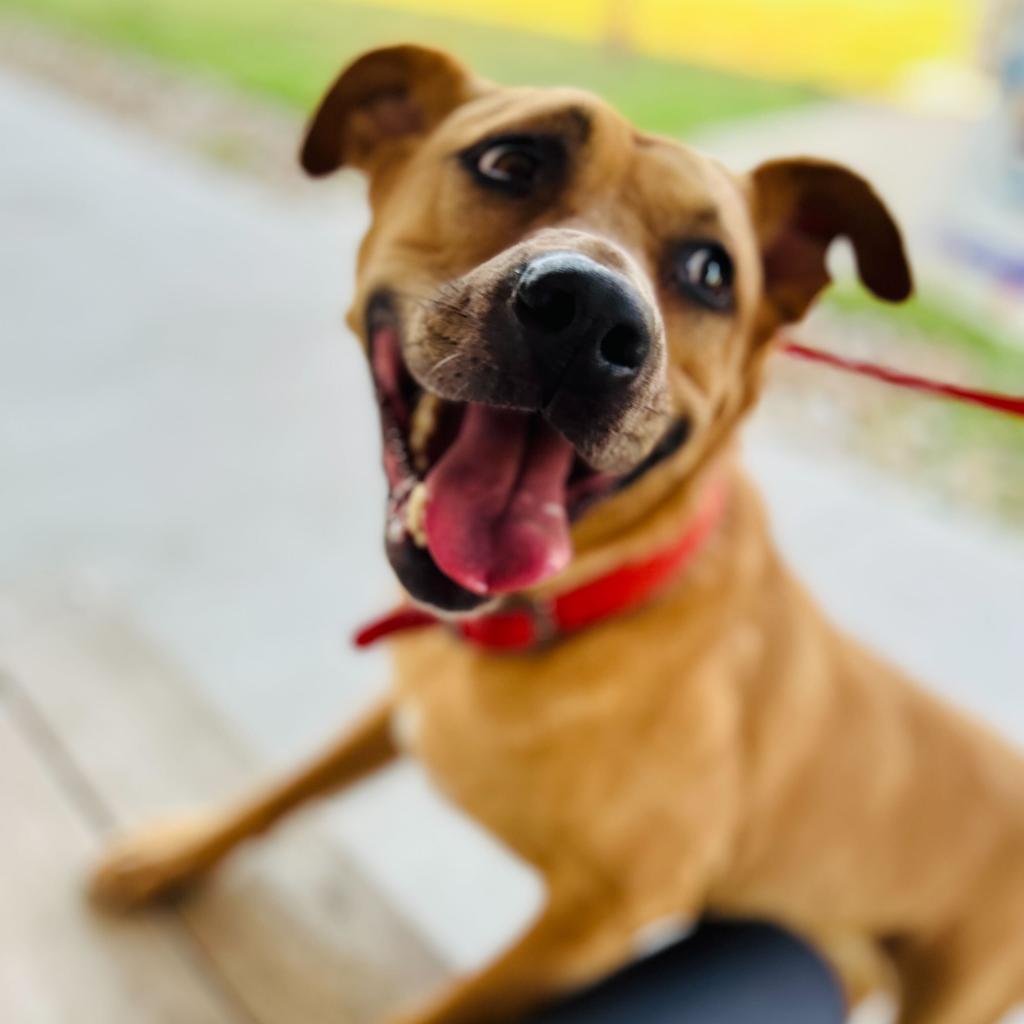 Enlarge Lilly, a Adoptable mixed breed in San Antonio, TX image 2/6