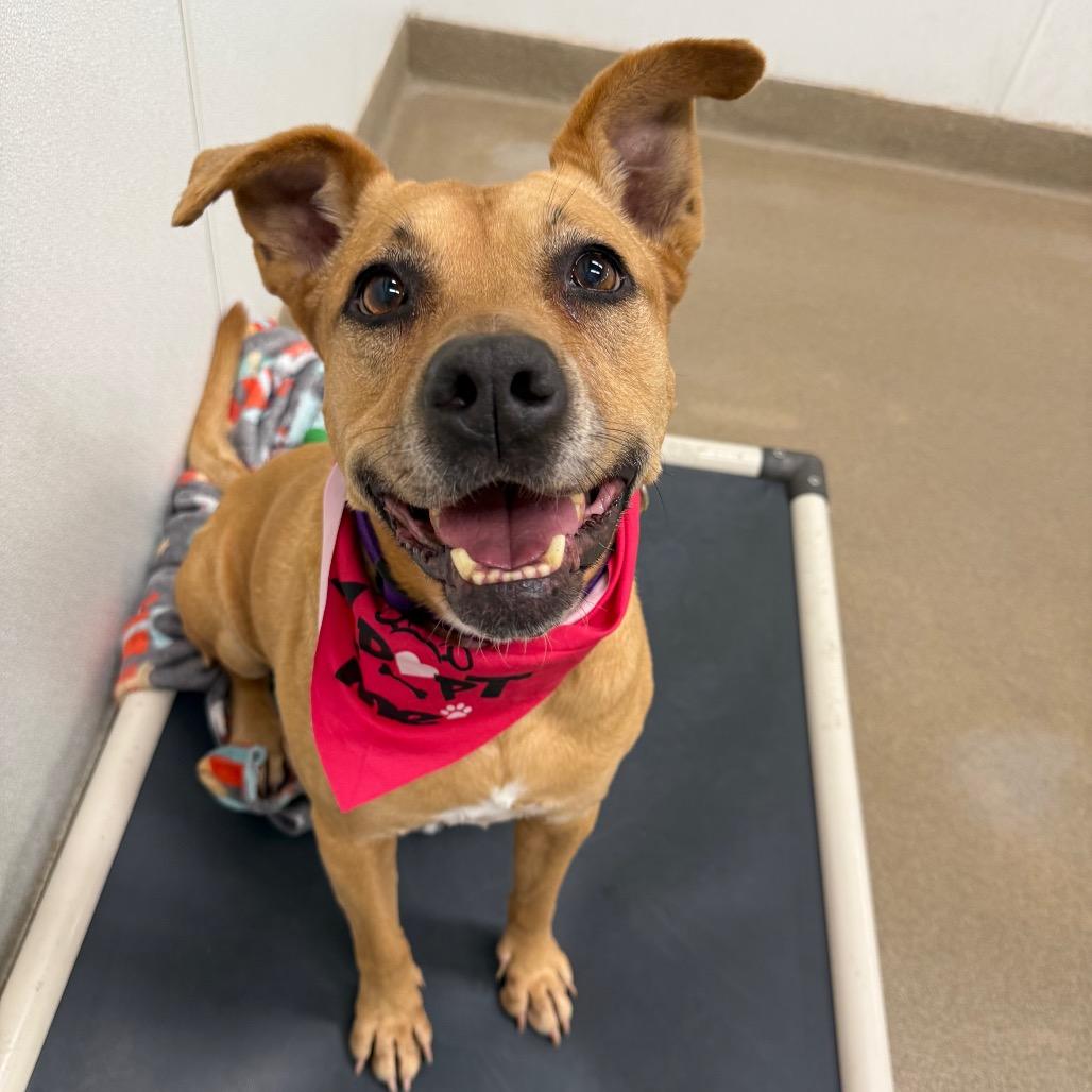 Enlarge Lilly, a Adoptable mixed breed in San Antonio, TX image 3/6