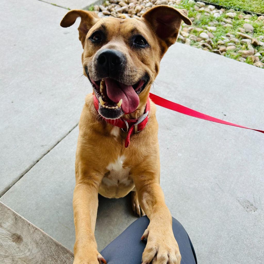 Enlarge Lilly, a Adoptable mixed breed in San Antonio, TX image 4/6