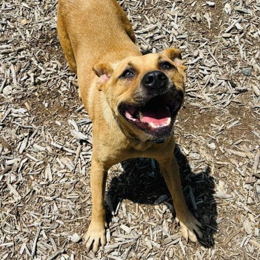 Enlarge Lilly, a Adoptable mixed breed in San Antonio, TX image 5/6