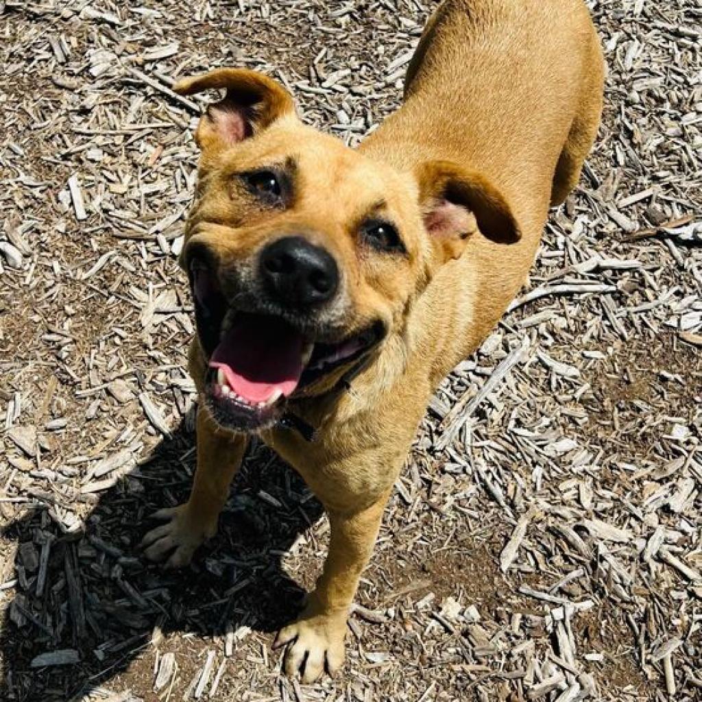 Enlarge Lilly, a Adoptable mixed breed in San Antonio, TX image 6/6