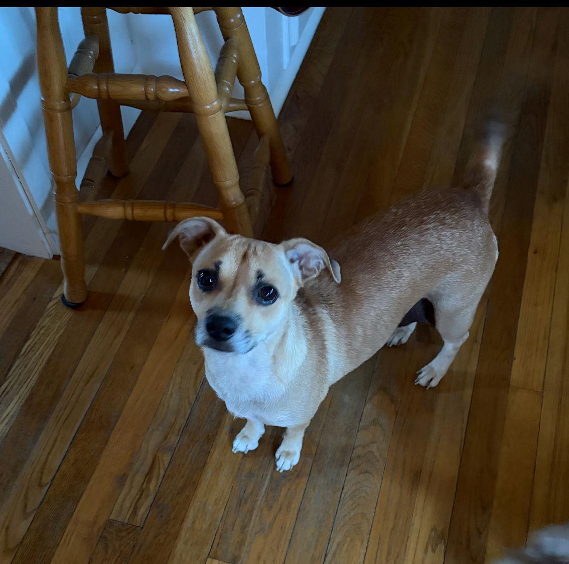 Momma, Adopted, Adult Female Chihuahua.