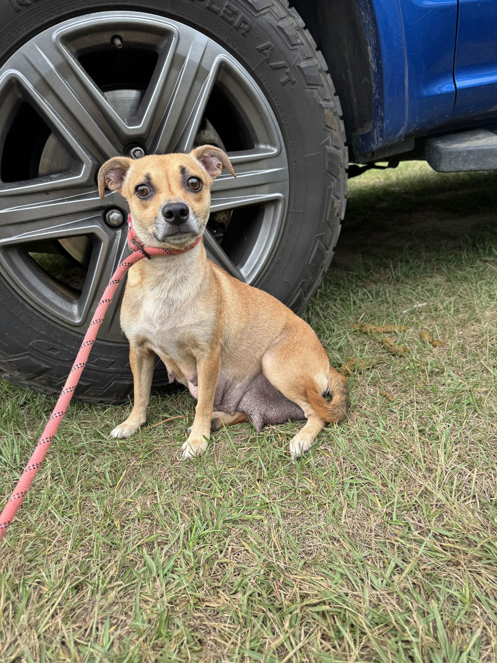 Enlarge Momma, a Adopted Chihuahua in Tarrytown, GA image 2/3