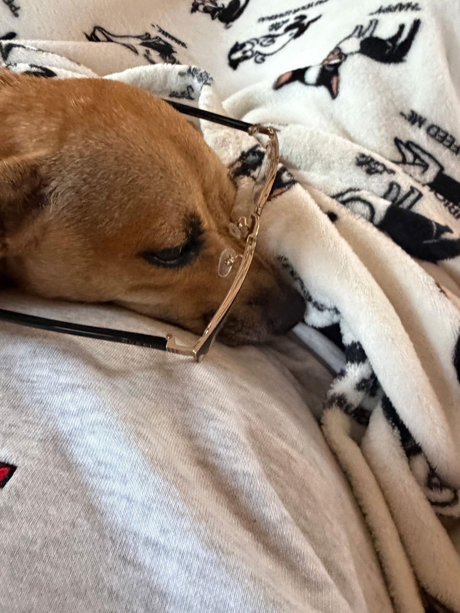 Enlarge Momma, a Adopted Chihuahua in Tarrytown, GA image 3/3