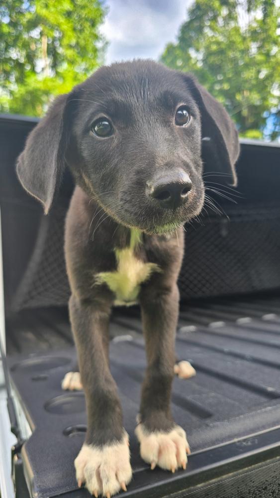 Flo, Adopted, Puppy Female Labrador Retriever.