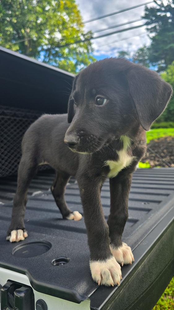 Enlarge Flo, a Adopted mixed breed in Statesville, NC image 2/6