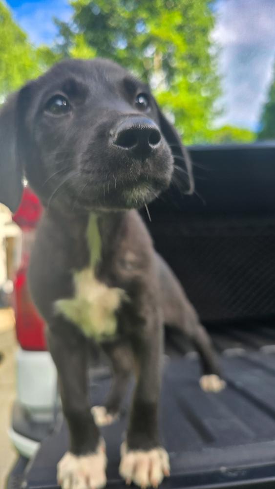 Enlarge Flo, a Adopted mixed breed in Statesville, NC image 3/6