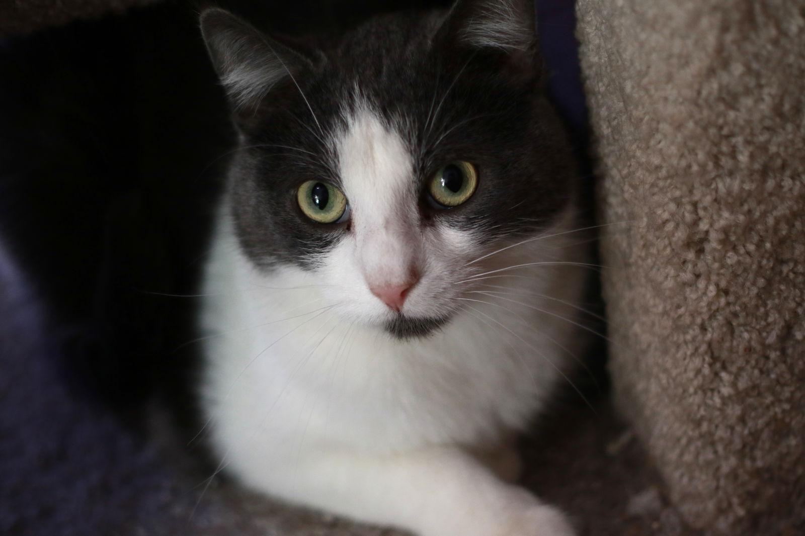 Wiley ⭐️, Adoptable, Adult Male Domestic Short Hair.