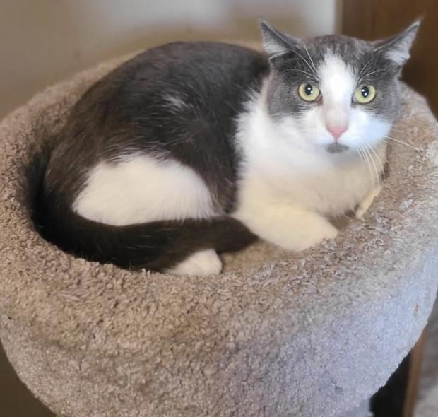 Wiley ⭐️, Adoptable, Young Male Domestic Short Hair.