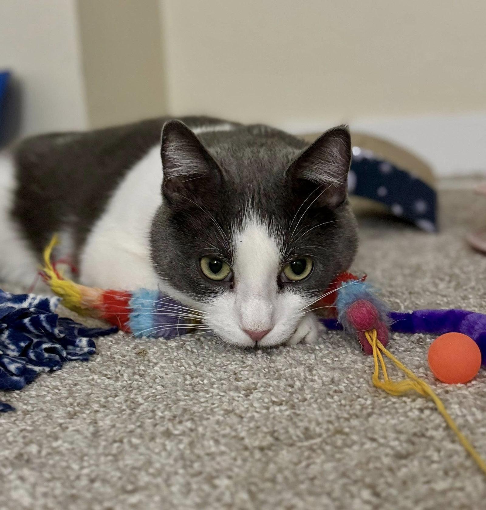 Wiley ⭐️, Adoptable, Adult Male Domestic Short Hair.