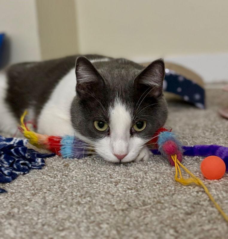 Wiley ⭐️, Adoptable, Adult Male Domestic Short Hair.