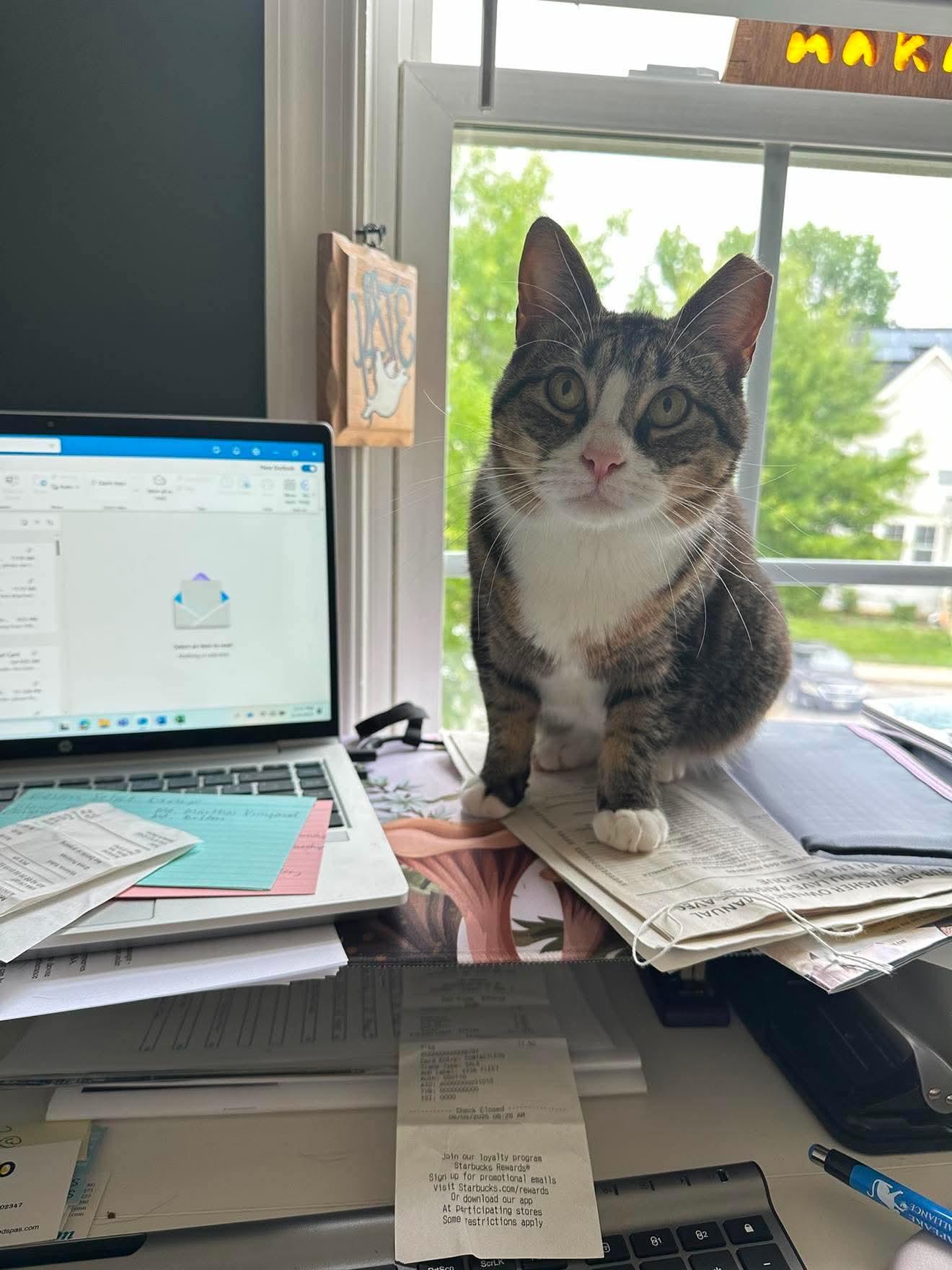 Enlarge Porkchop, a ADOPTABLE Domestic Short Hair in Mechanicsville, MD image 2/4