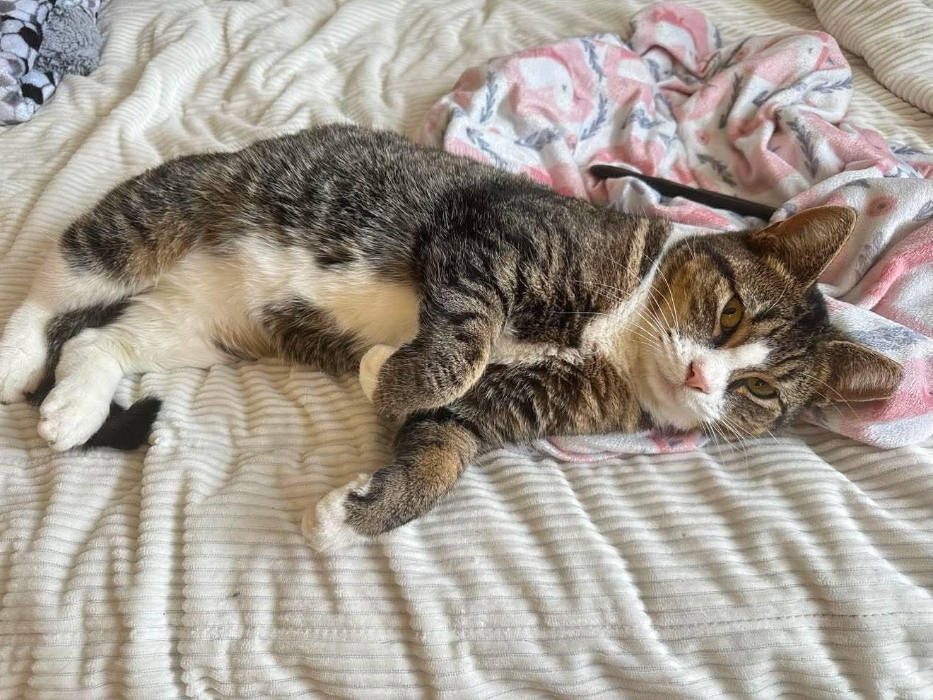 Porkchop, ADOPTABLE, Adult Female Domestic Short Hair.