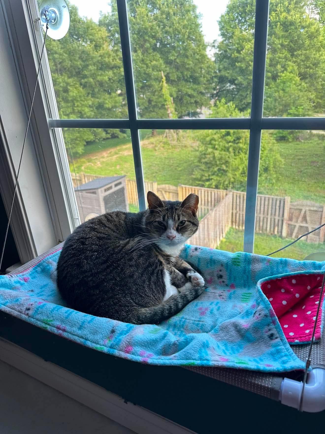 Enlarge Porkchop, a ADOPTABLE Domestic Short Hair in Mechanicsville, MD image 3/4