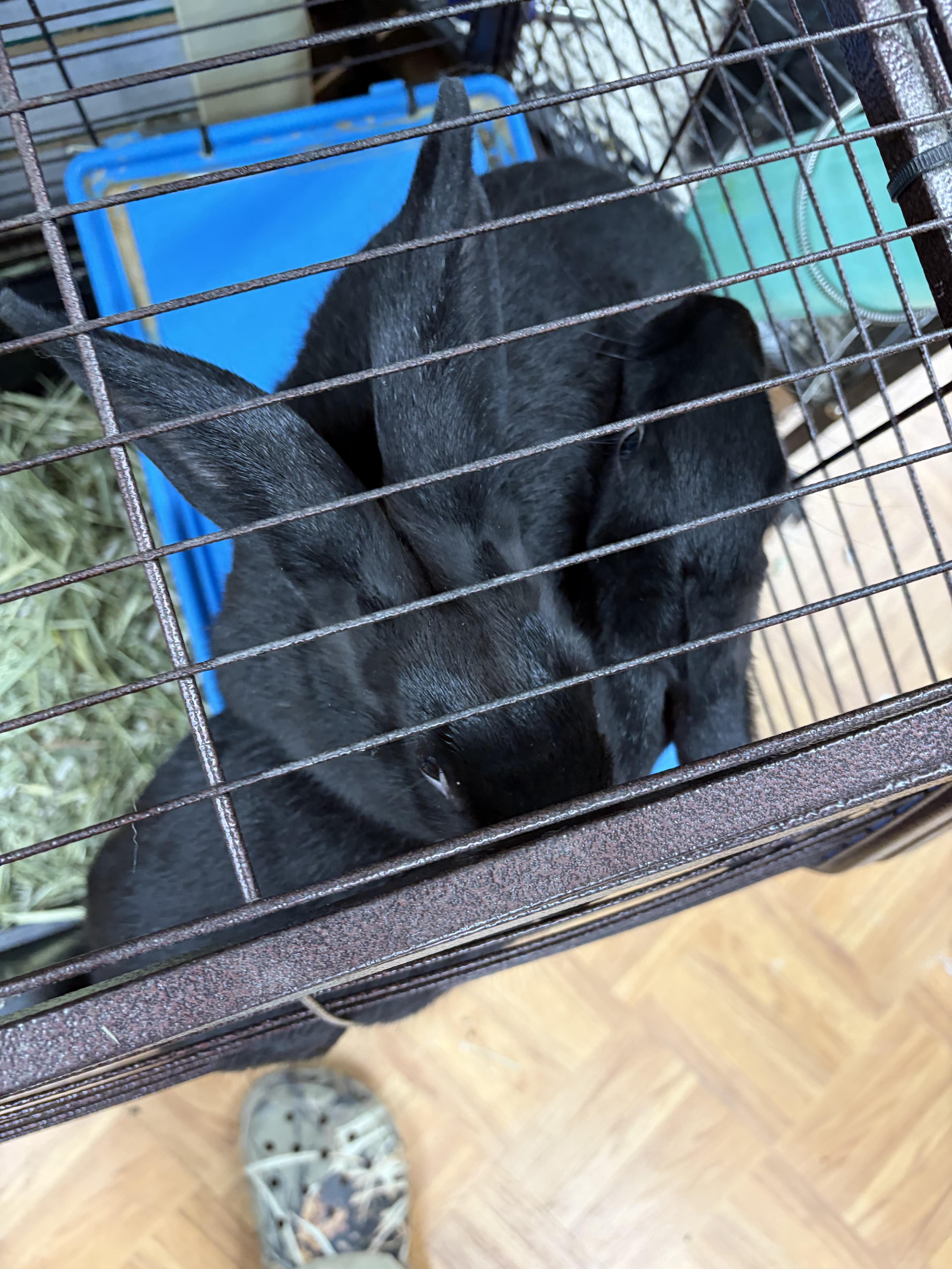 Windy, Adoptable, Young Female New Zealand.