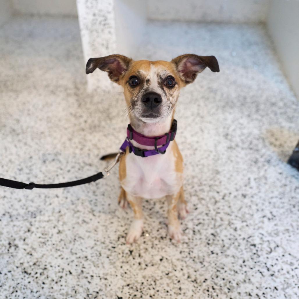 Enlarge Blanche, a Adoptable mixed breed in Brooklyn, NY image 1/6