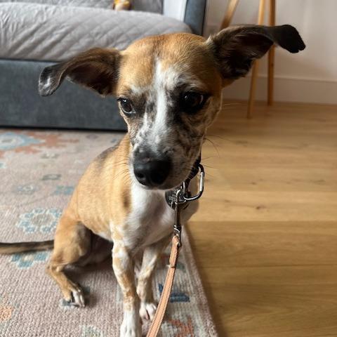 Enlarge Blanche, a Adoptable mixed breed in Brooklyn, NY image 2/6