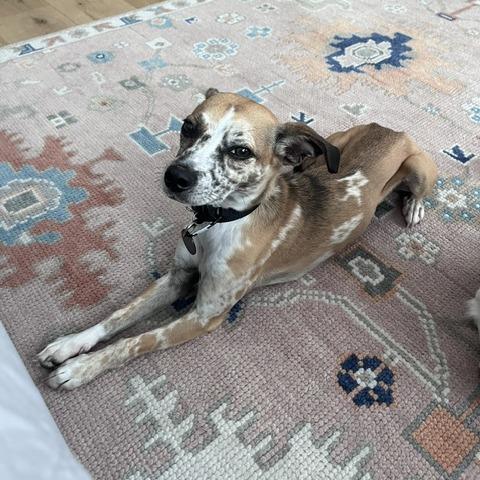 Enlarge Blanche, a Adoptable mixed breed in Brooklyn, NY image 3/6