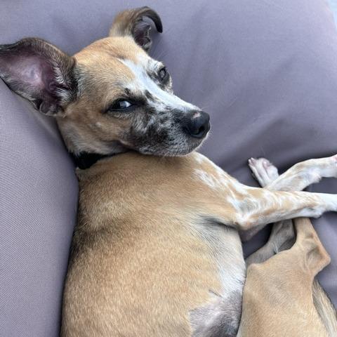 Enlarge Blanche, a Adoptable mixed breed in Brooklyn, NY image 4/6