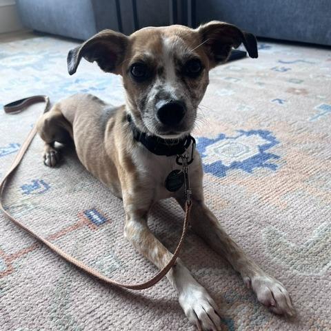 Enlarge Blanche, a Adoptable mixed breed in Brooklyn, NY image 5/6