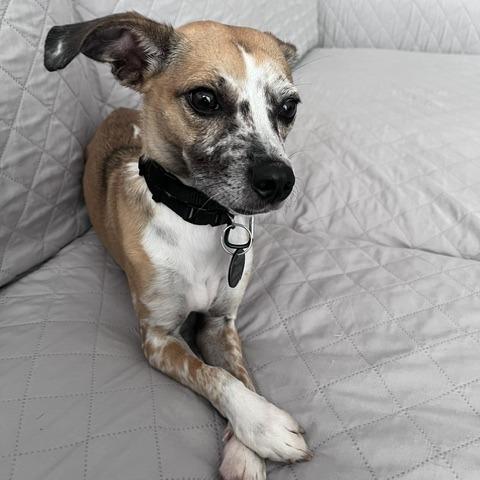 Enlarge Blanche, a Adoptable mixed breed in Brooklyn, NY image 6/6