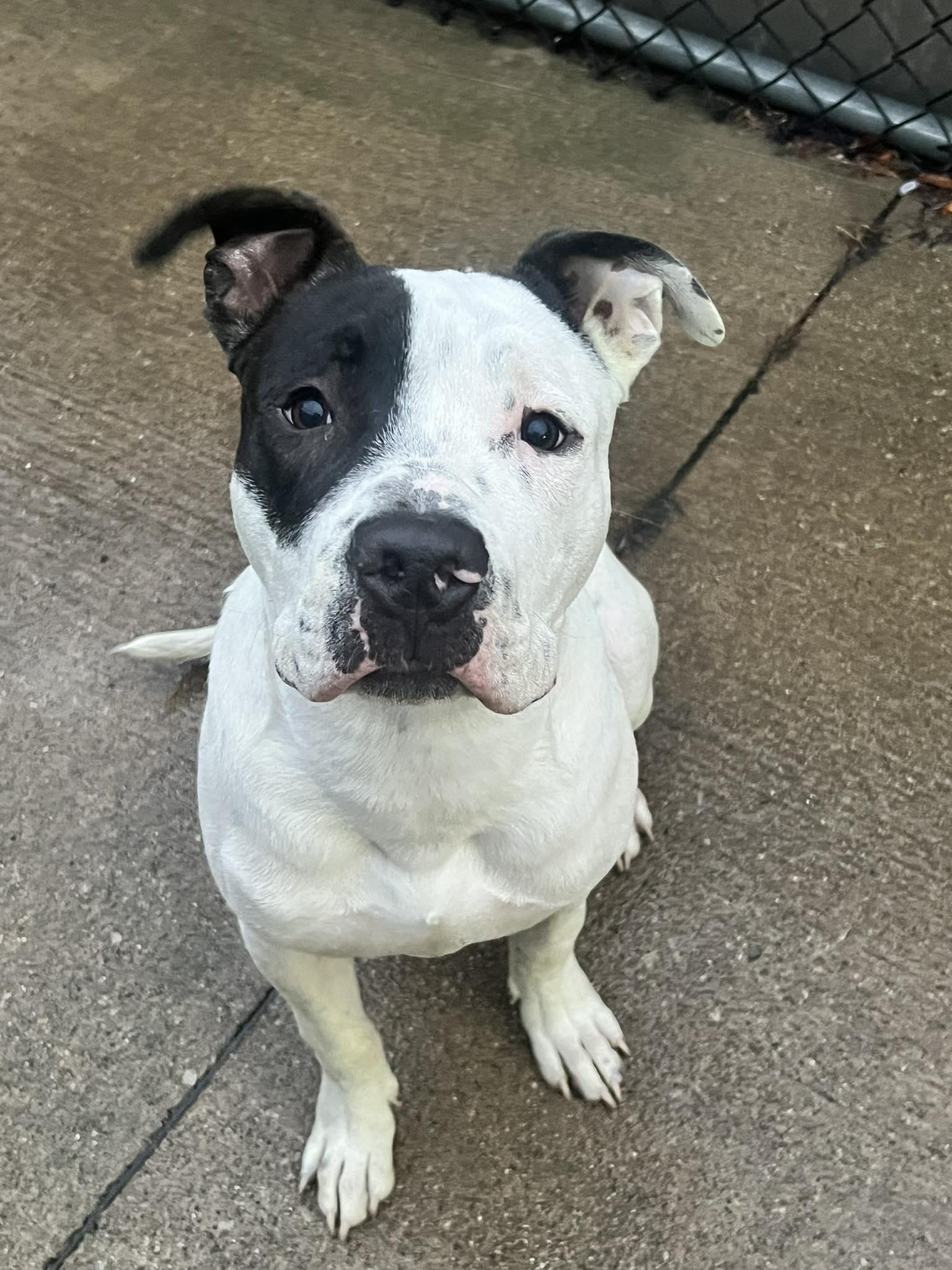 Enlarge Mooshie, a Adopted Pit Bull Terrier in Wheaton, IL image 1/6