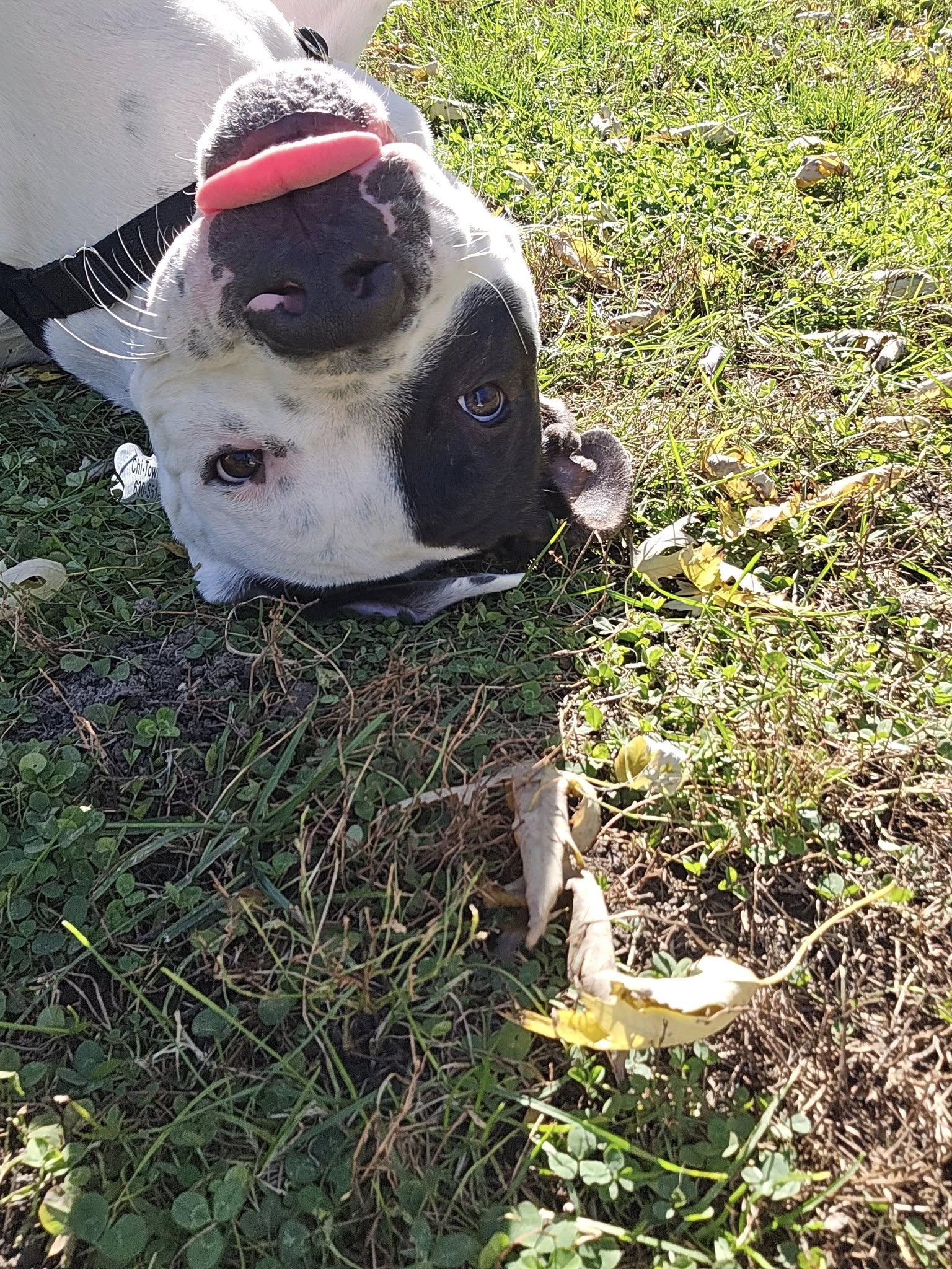 Enlarge Mooshie, a Adopted Pit Bull Terrier in Wheaton, IL image 2/6