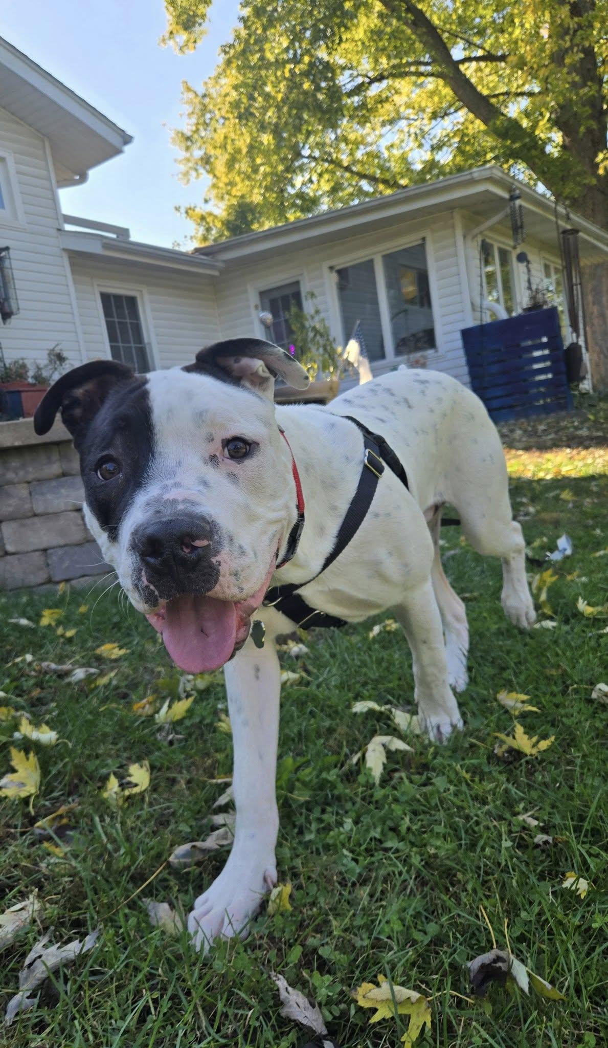Enlarge Mooshie, a Adopted Pit Bull Terrier in Wheaton, IL image 4/6