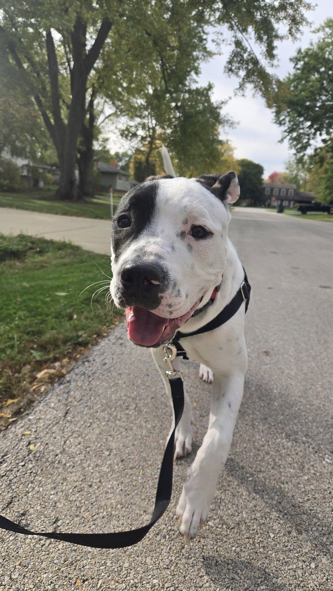 Enlarge Mooshie, a Adopted Pit Bull Terrier in Wheaton, IL image 5/6