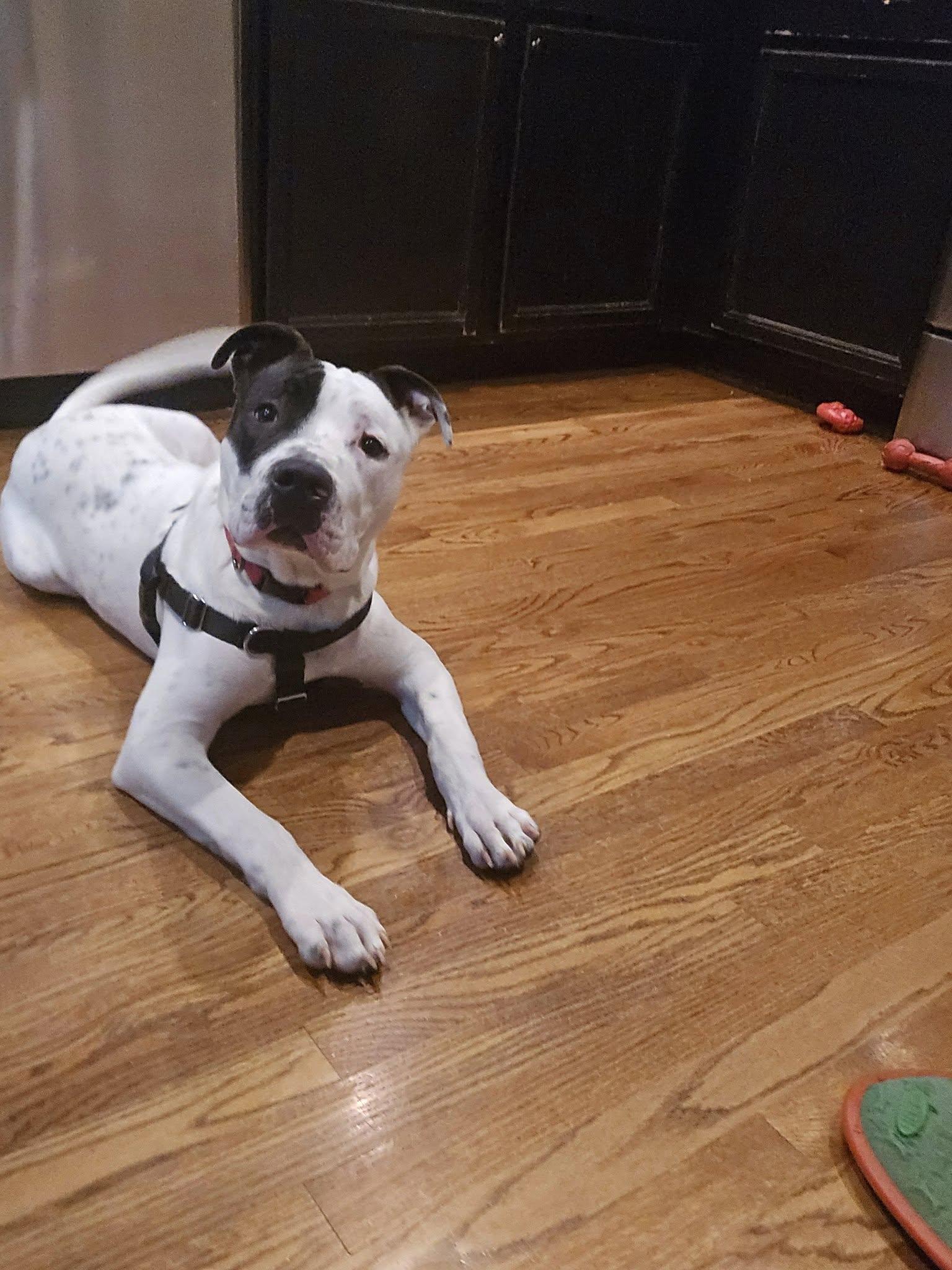 Enlarge Mooshie, a Adopted Pit Bull Terrier in Wheaton, IL image 6/6