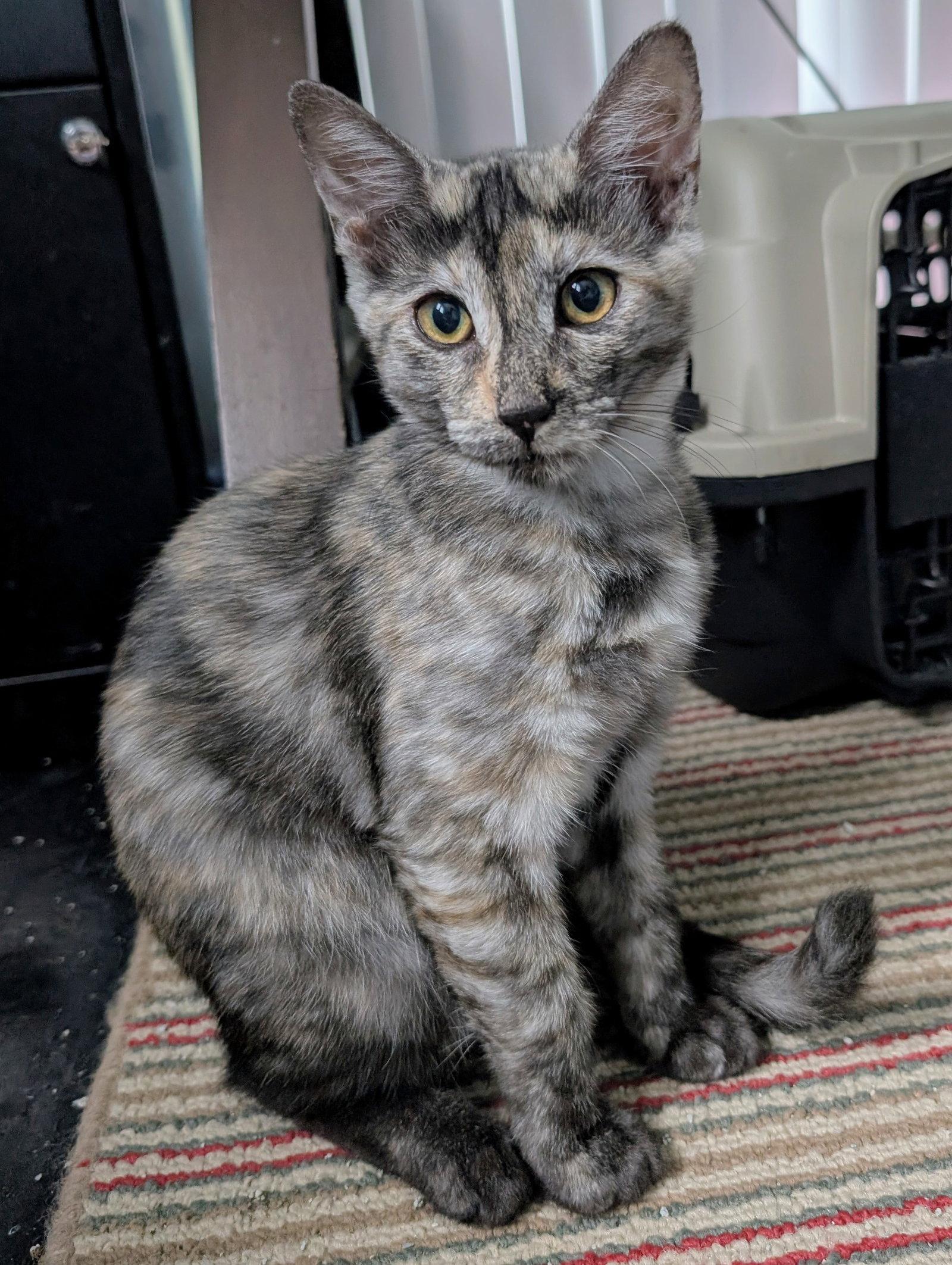 Tigra, Adoptable, Kitten Female Dilute Tortoiseshell & Tortoiseshell.