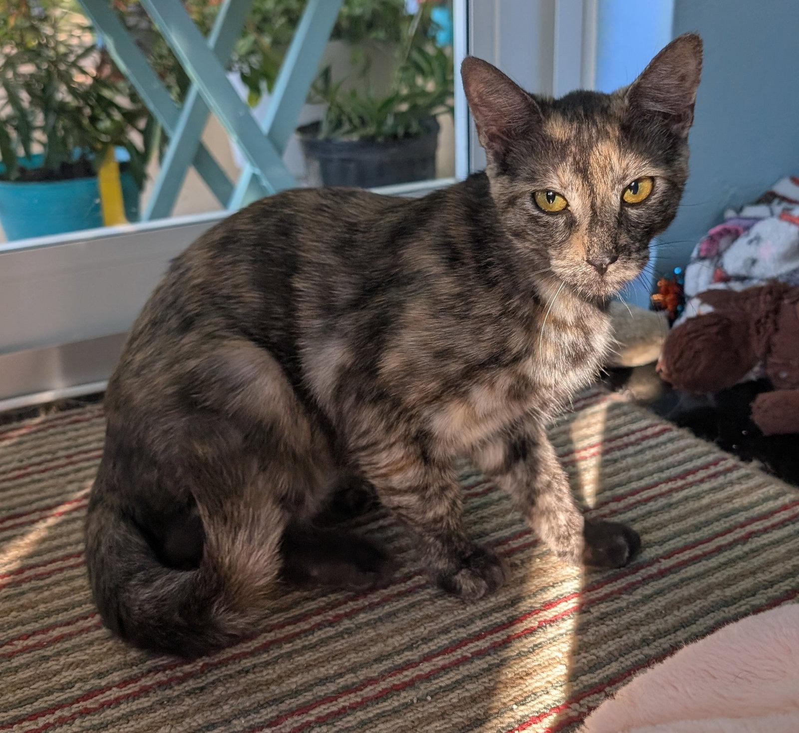 Tigra, a Adoptable mixed breed in Lighthouse Point, FL image 2/3