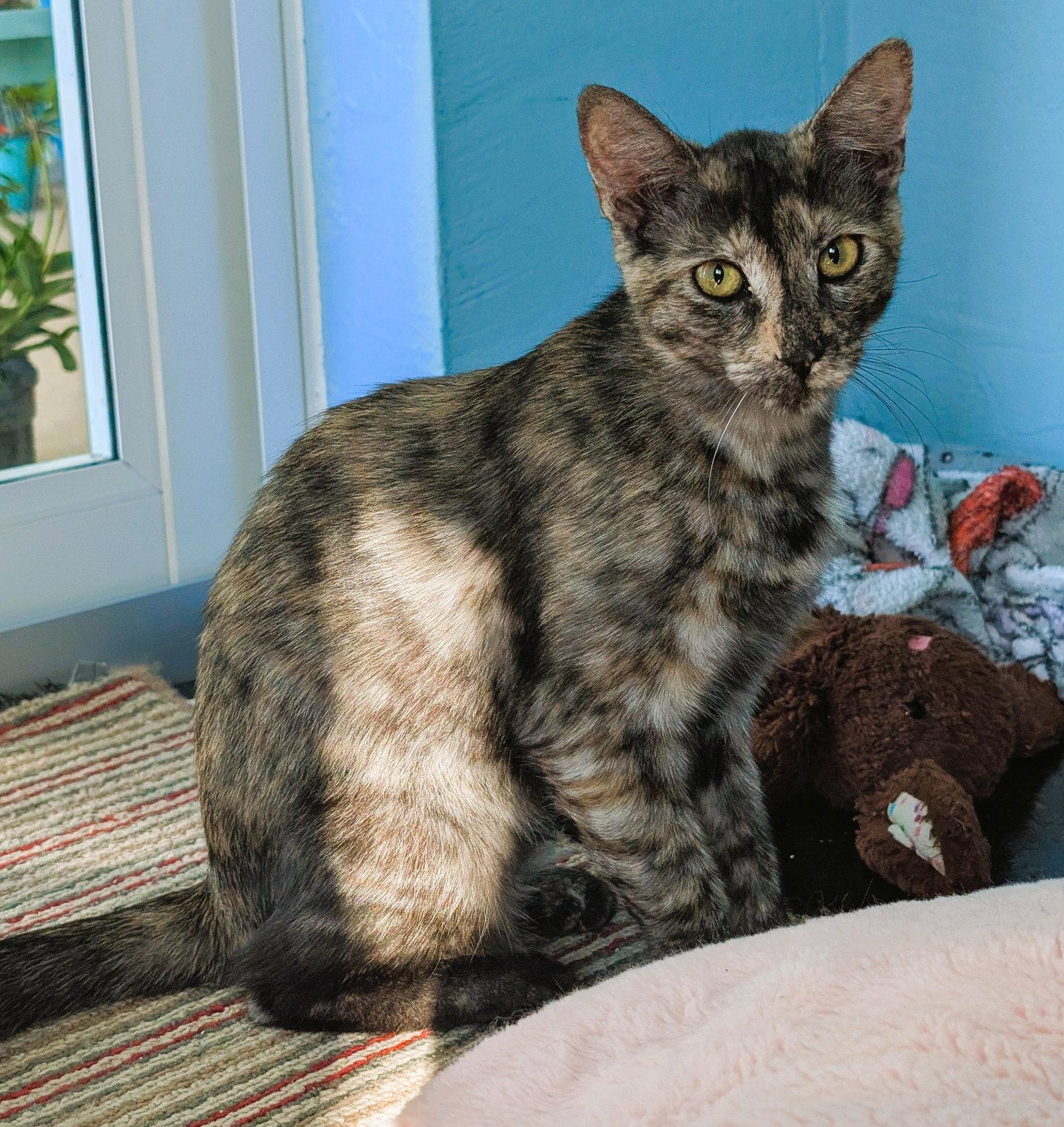 Tigra, a Adoptable mixed breed in Lighthouse Point, FL image 3/3