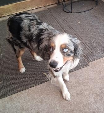 Enlarge SCOUT, a ADOPTABLE Australian Shepherd in Albuquerque, NM image 1/6