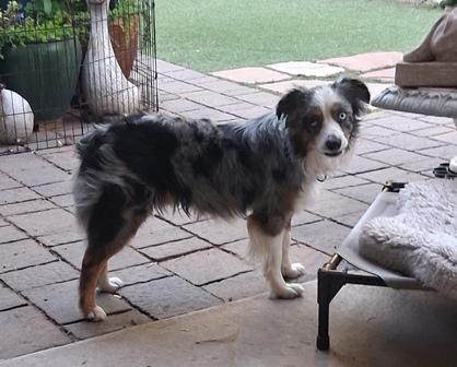 Enlarge SCOUT, a ADOPTABLE Australian Shepherd in Albuquerque, NM image 3/6