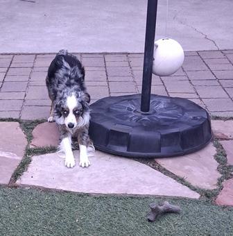 Enlarge SCOUT, a ADOPTABLE Australian Shepherd in Albuquerque, NM image 5/6