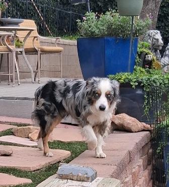 Enlarge SCOUT, a ADOPTABLE Australian Shepherd in Albuquerque, NM image 2/6