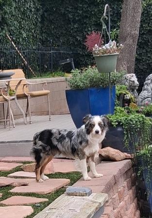 Enlarge SCOUT, a ADOPTABLE Australian Shepherd in Albuquerque, NM image 4/6