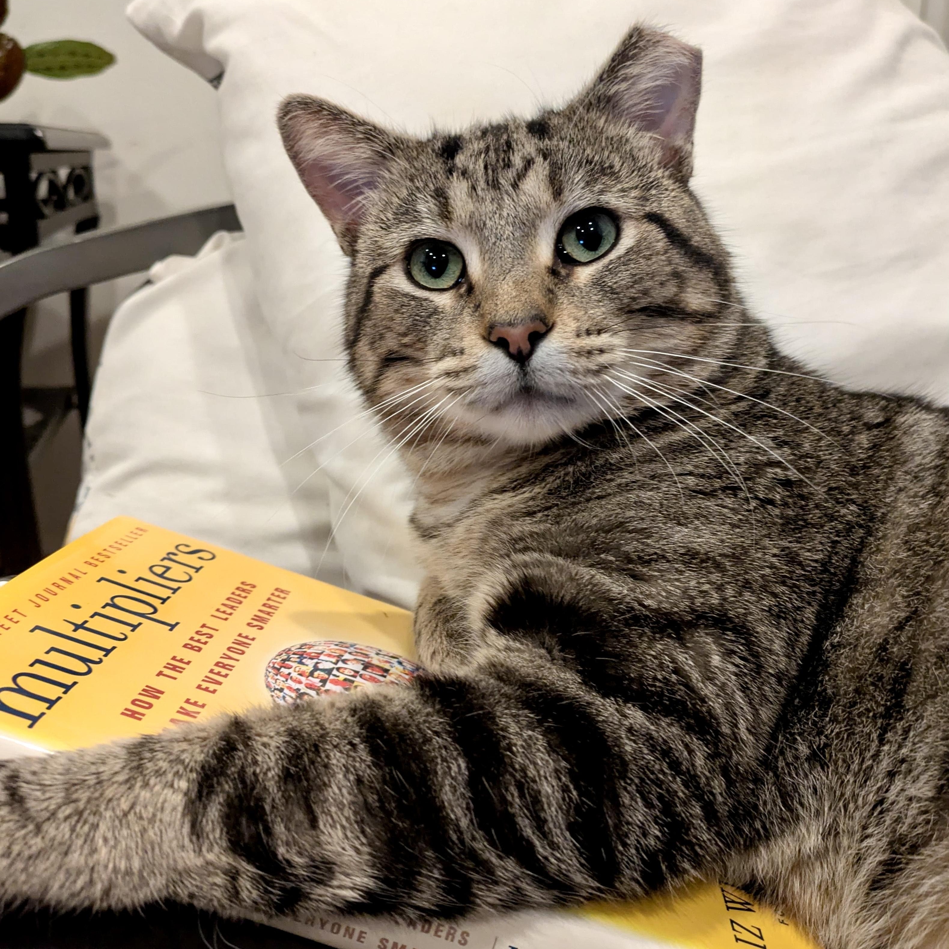 Benny, adopted, Young Male Domestic Short Hair.