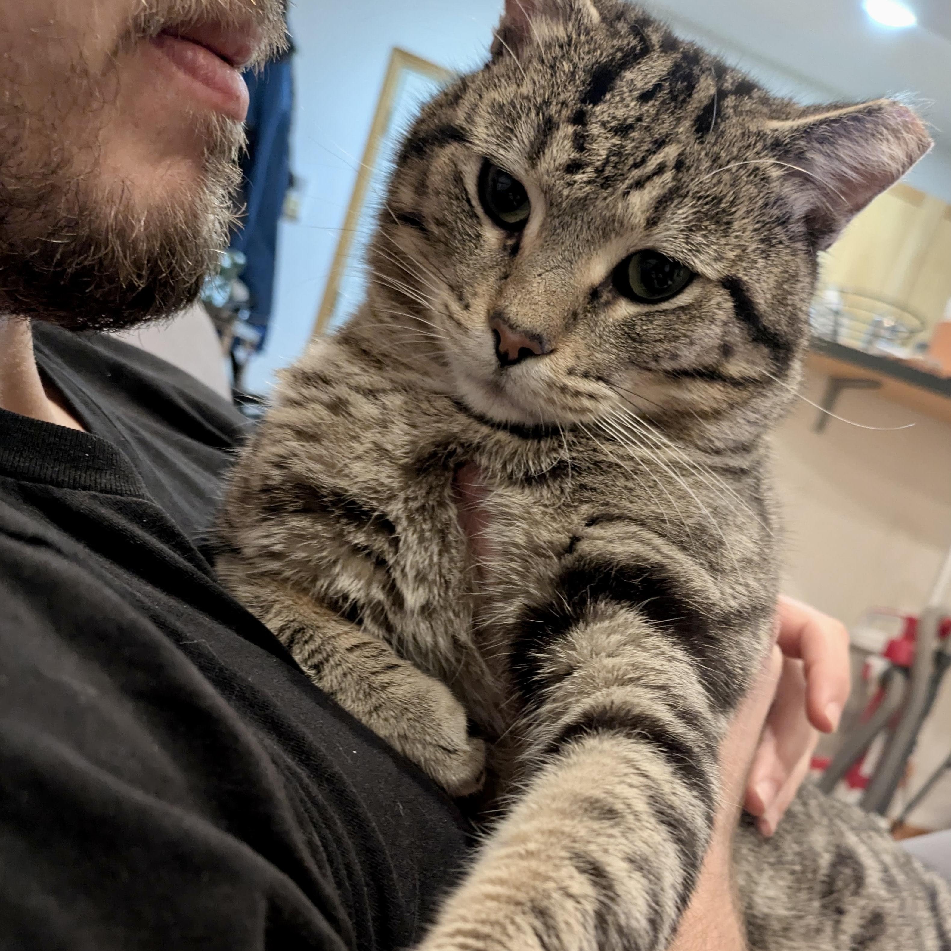 Benny, an adopted mixed breed in Chicago, IL image 2/3