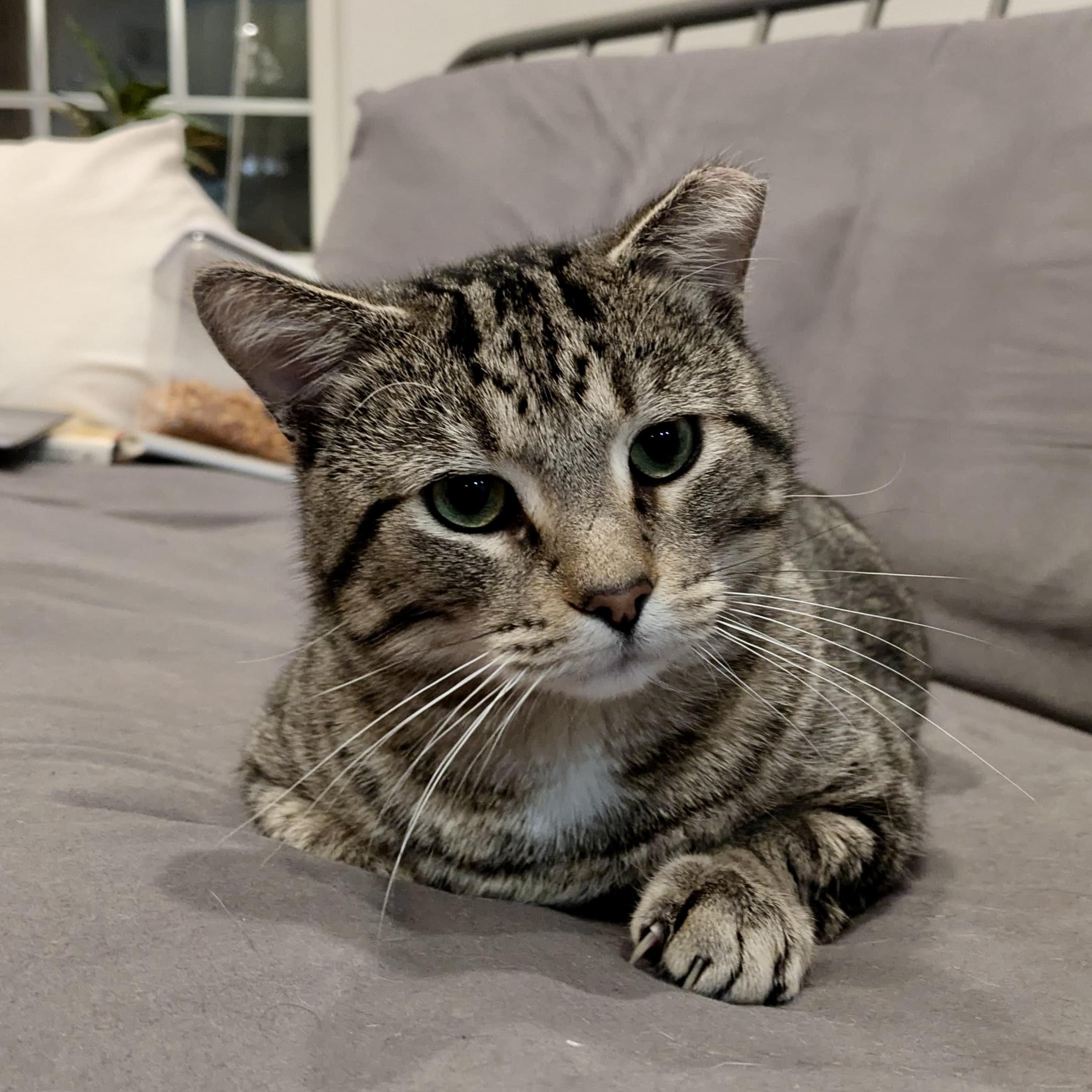 Benny, an adopted mixed breed in Chicago, IL image 3/3