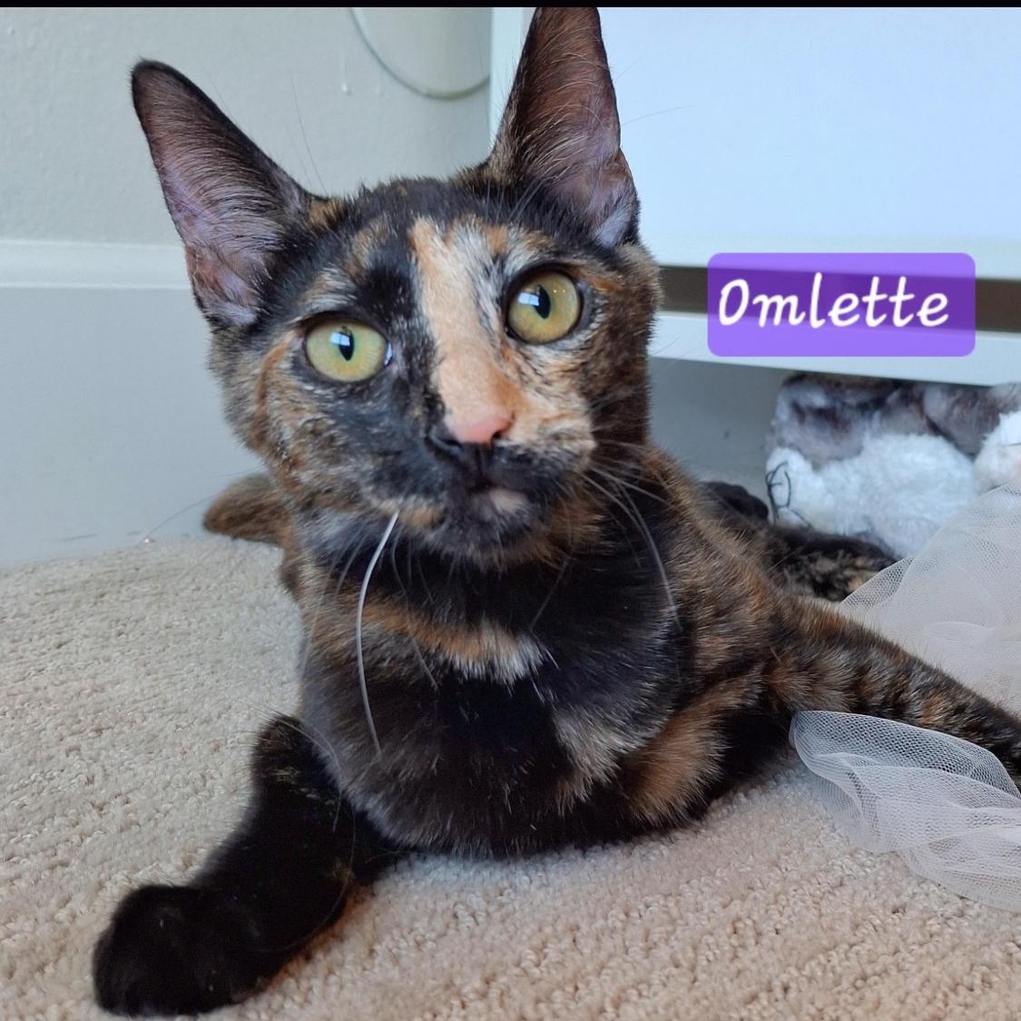 Omelette, a Adoptable Domestic Short Hair in Santa Ana, CA image 2/5
